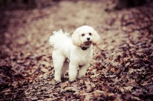 Photo of a family's pet dog, taken on an outdoor family photo shoot