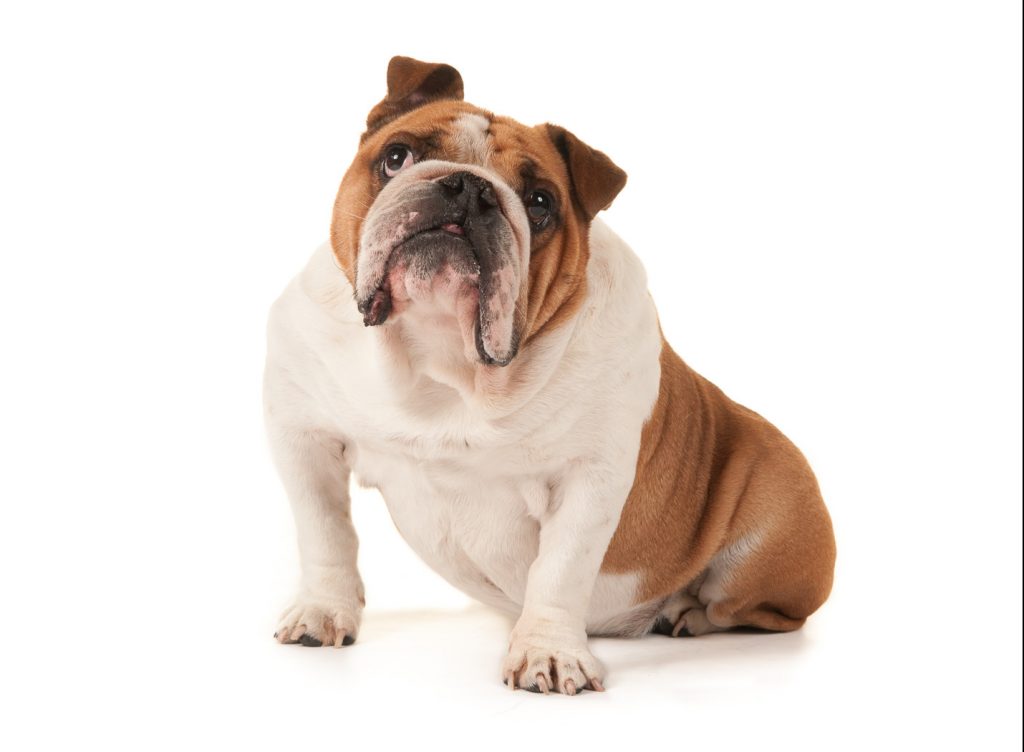 dog-friendly-portrait-photographer-in-west-sussex