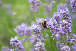 wedding photo of a bee in the bushes