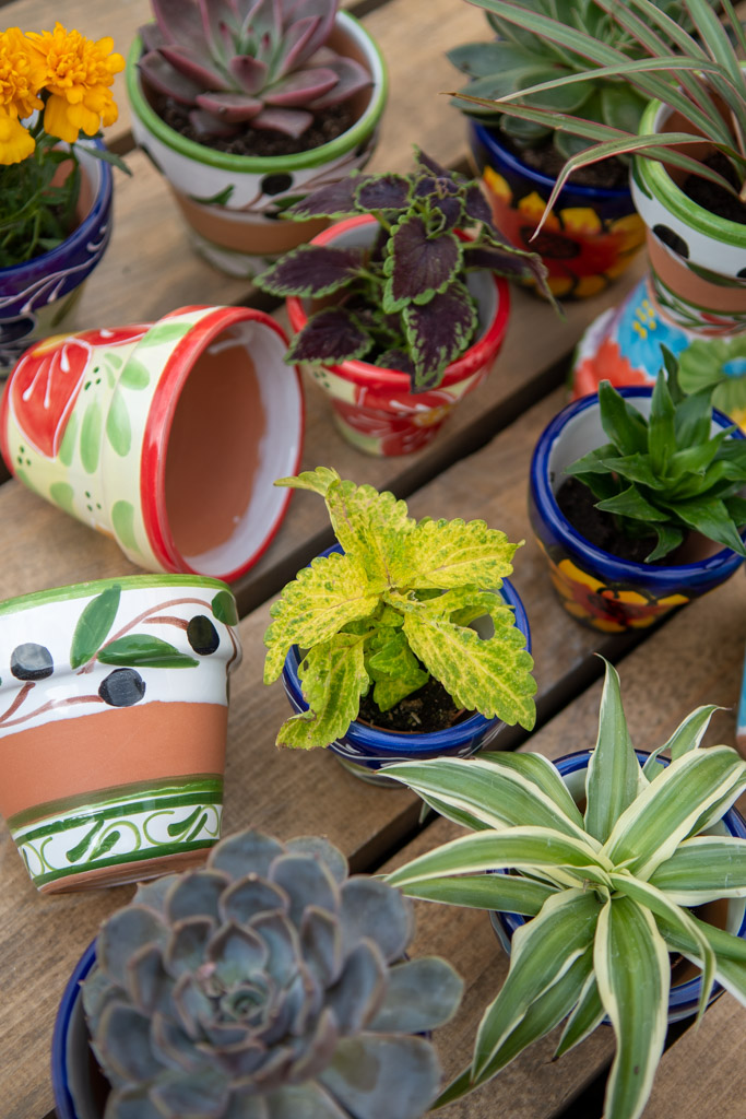 Close up product photo showing a mini still life image of an assortment of small planters