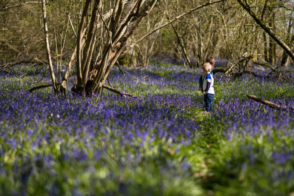 two boys playing in a bluebell wood
