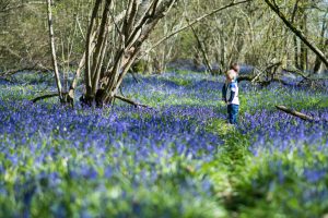 Photo of two boys walking through a bluebell wood